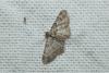 Gymnoscelis rufifasciata